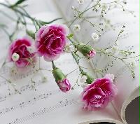 全國(guó)大型鮮花店信息集